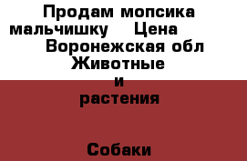 Продам мопсика мальчишку. › Цена ­ 10 000 - Воронежская обл. Животные и растения » Собаки   . Воронежская обл.